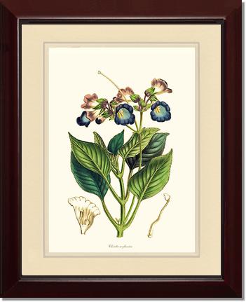 Chirita | Flower/Floral Art Print