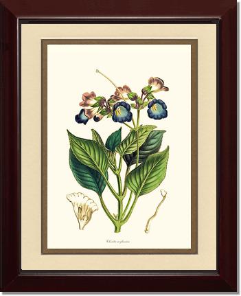 Chirita | Flower/Floral Art Print