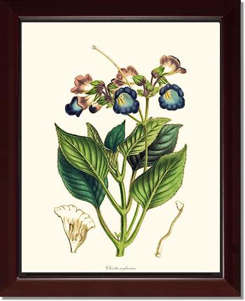 Chirita | Flower/Floral Art Print