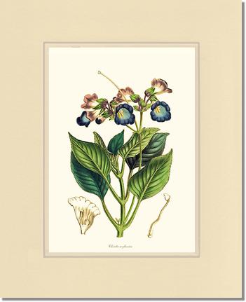 Chirita | Flower/Floral Art Print
