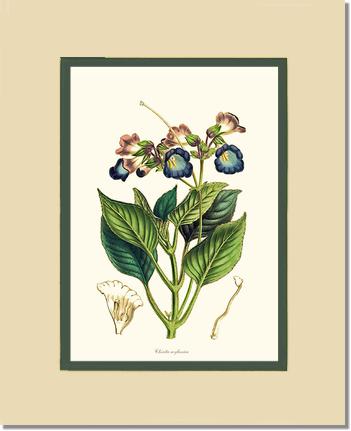 Chirita | Flower/Floral Art Print