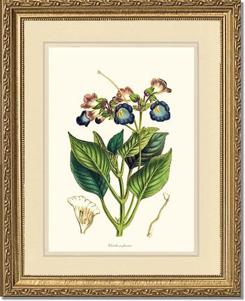 Chirita | Flower/Floral Art Print
