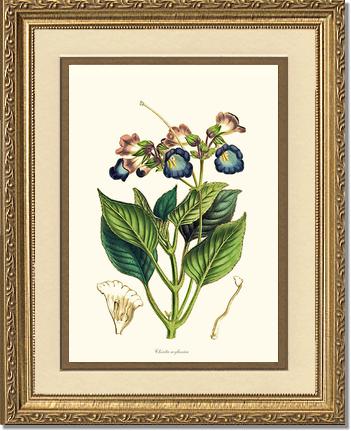 Chirita | Flower/Floral Art Print