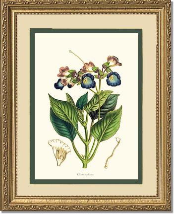 Chirita | Flower/Floral Art Print