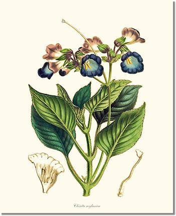 Chirita | Flower/Floral Art Print