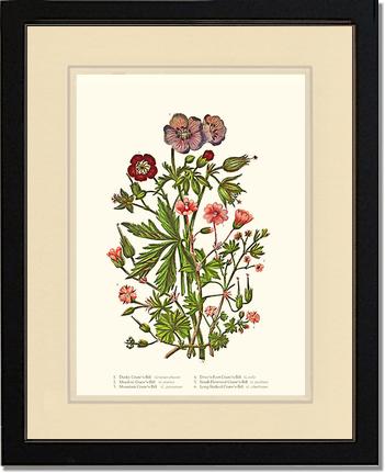 Cranesbill | Flower/Floral Art Print