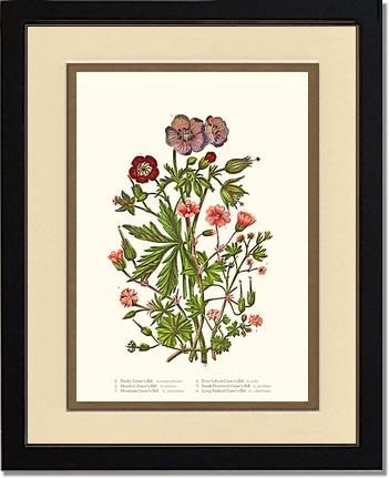Cranesbill | Flower/Floral Art Print