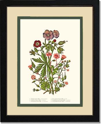 Cranesbill | Flower/Floral Art Print
