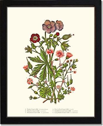 Cranesbill | Flower/Floral Art Print