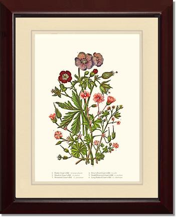 Cranesbill | Flower/Floral Art Print