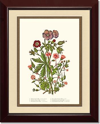 Cranesbill | Flower/Floral Art Print