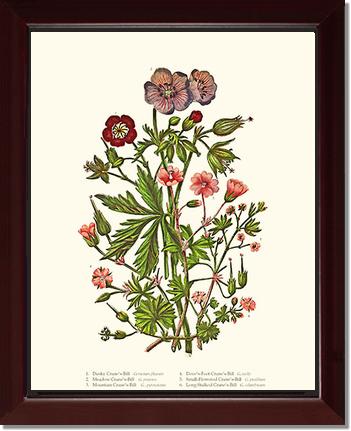 Cranesbill | Flower/Floral Art Print