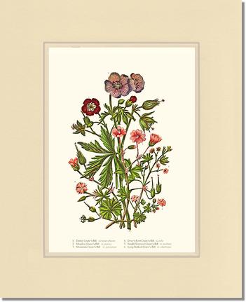 Cranesbill | Flower/Floral Art Print
