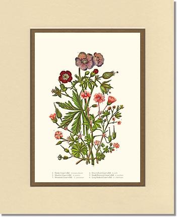 Cranesbill | Flower/Floral Art Print