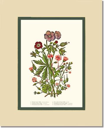 Cranesbill | Flower/Floral Art Print