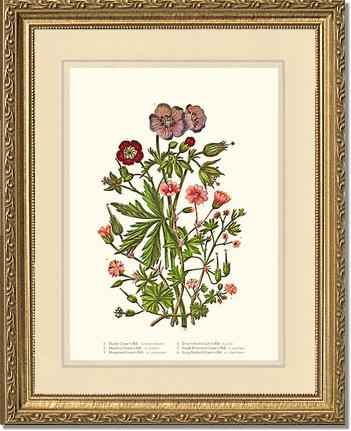 Cranesbill | Flower/Floral Art Print