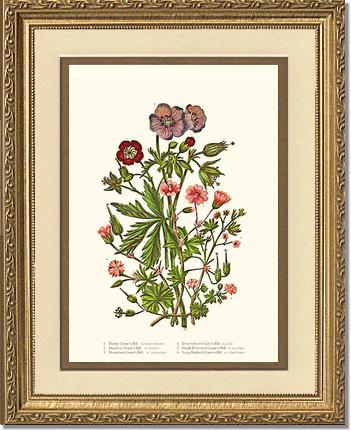 Cranesbill | Flower/Floral Art Print