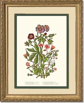 Cranesbill | Flower/Floral Art Print