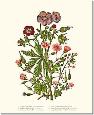 Flower Floral Print Cranesbill Pelargonium