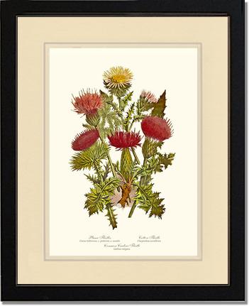 Thistles | Flower/Floral Art Print