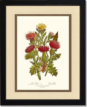 Thistles | Flower/Floral Art Print