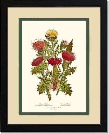 Thistles | Flower/Floral Art Print