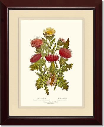 Thistles | Flower/Floral Art Print