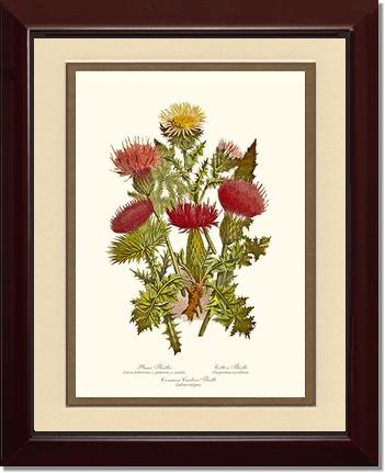 Thistles | Flower/Floral Art Print