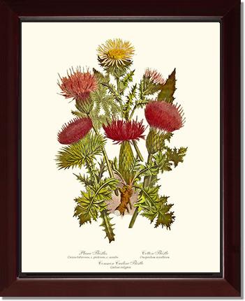 Thistles | Flower/Floral Art Print
