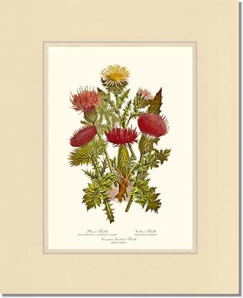 Thistles | Flower/Floral Art Print