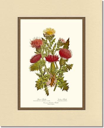 Thistles | Flower/Floral Art Print