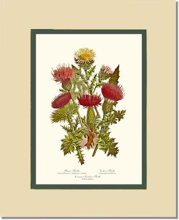 Thistles | Flower/Floral Art Print