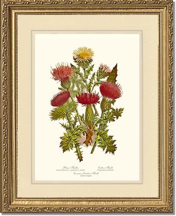 Thistles | Flower/Floral Art Print