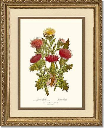 Thistles | Flower/Floral Art Print