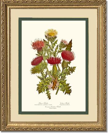 Thistles | Flower/Floral Art Print