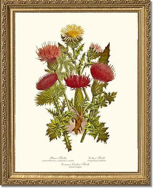 Thistles