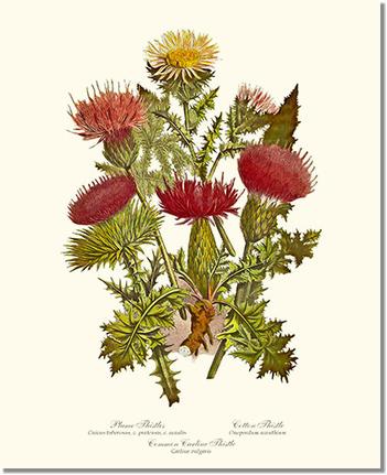 Flower Floral Print: Thistles