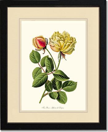 Rose Wall Art Print: Gloire de Dijon - Vintage Botanical Wall Decor- Charting Nature