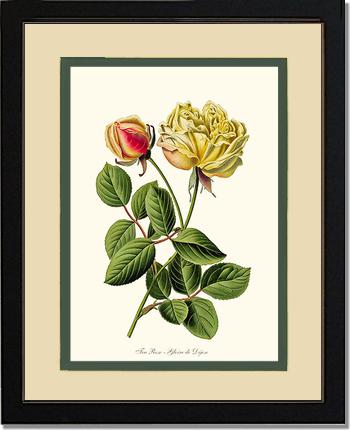 Rose Wall Art Print: Gloire de Dijon - Vintage Botanical Wall Decor- Charting Nature