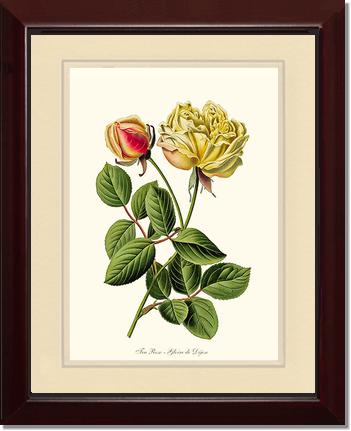 Rose Wall Art Print: Gloire de Dijon - Vintage Botanical Wall Decor- Charting Nature