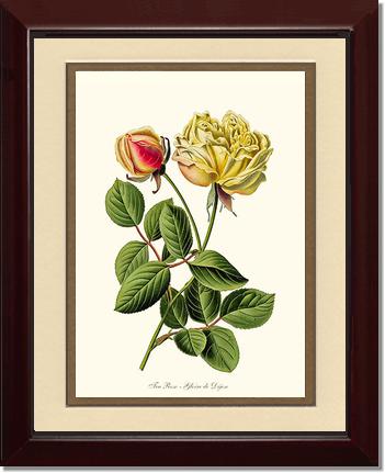 Rose Wall Art Print: Gloire de Dijon - Vintage Botanical Wall Decor- Charting Nature