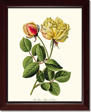 Rose Wall Art Print: Gloire de Dijon - Vintage Botanical Wall Decor- Charting Nature
