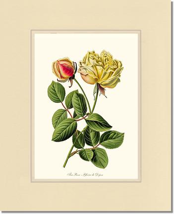 Rose Wall Art Print: Gloire de Dijon - Vintage Botanical Wall Decor- Charting Nature