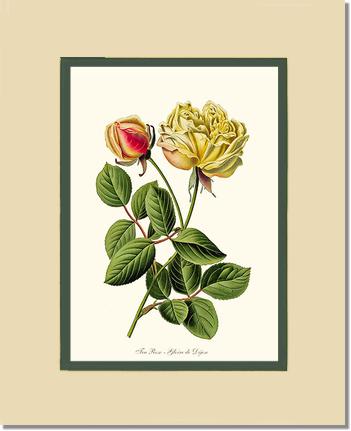 Rose Wall Art Print: Gloire de Dijon - Vintage Botanical Wall Decor- Charting Nature