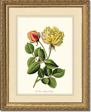 Rose Wall Art Print: Gloire de Dijon - Vintage Botanical Wall Decor- Charting Nature