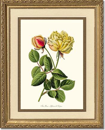 Rose Wall Art Print: Gloire de Dijon - Vintage Botanical Wall Decor- Charting Nature