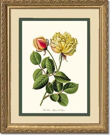 Rose Wall Art Print: Gloire de Dijon - Vintage Botanical Wall Decor- Charting Nature