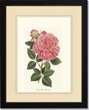 Rose Wall Art Print: Grace Darling - Vintage Botanical Wall Decor- Charting Nature