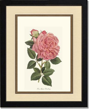 Rose Wall Art Print: Grace Darling - Vintage Botanical Wall Decor- Charting Nature