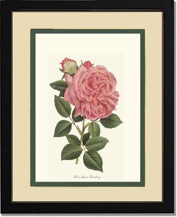 Rose Wall Art Print: Grace Darling - Vintage Botanical Wall Decor- Charting Nature